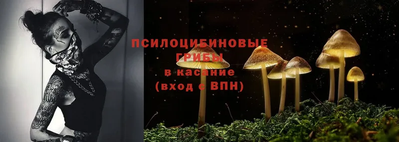 цена наркотик  Богородск  Псилоцибиновые грибы MAGIC MUSHROOMS 